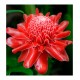 Gemberbloem