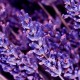 Lavendel