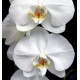 Orchidee
