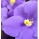 Violette