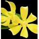 Ylangylang